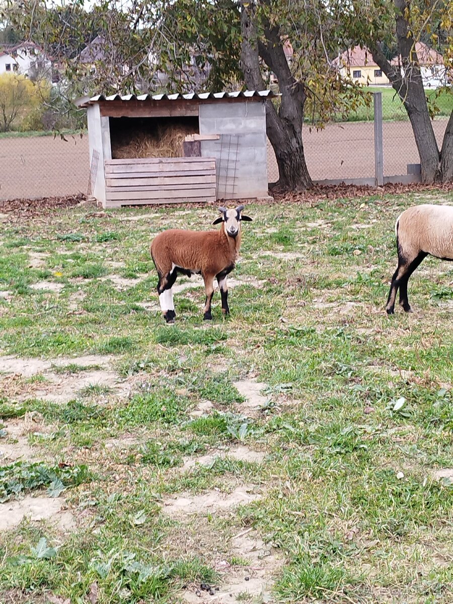 Predám baranceka