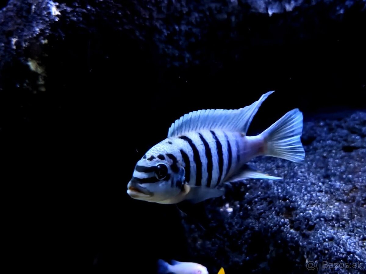 Malawi Africké cichlidy