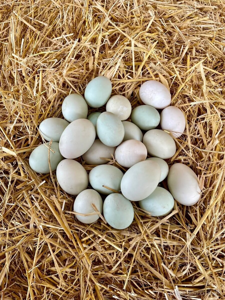 Indicky bežec nasadove vajička
