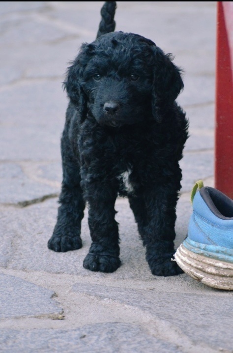 Goldendoodle F1b