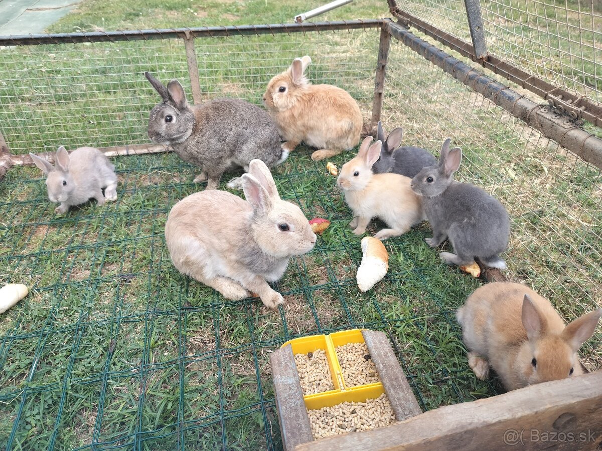 Zakrslí králík, morča