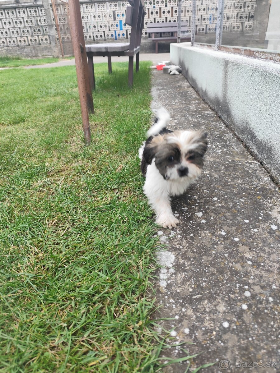 Shitzu