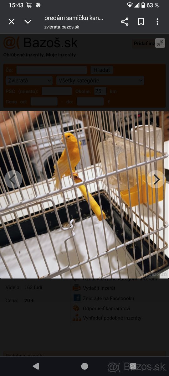 Predám kanarika samičku