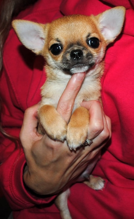 Čivava krátkosrstá s PP