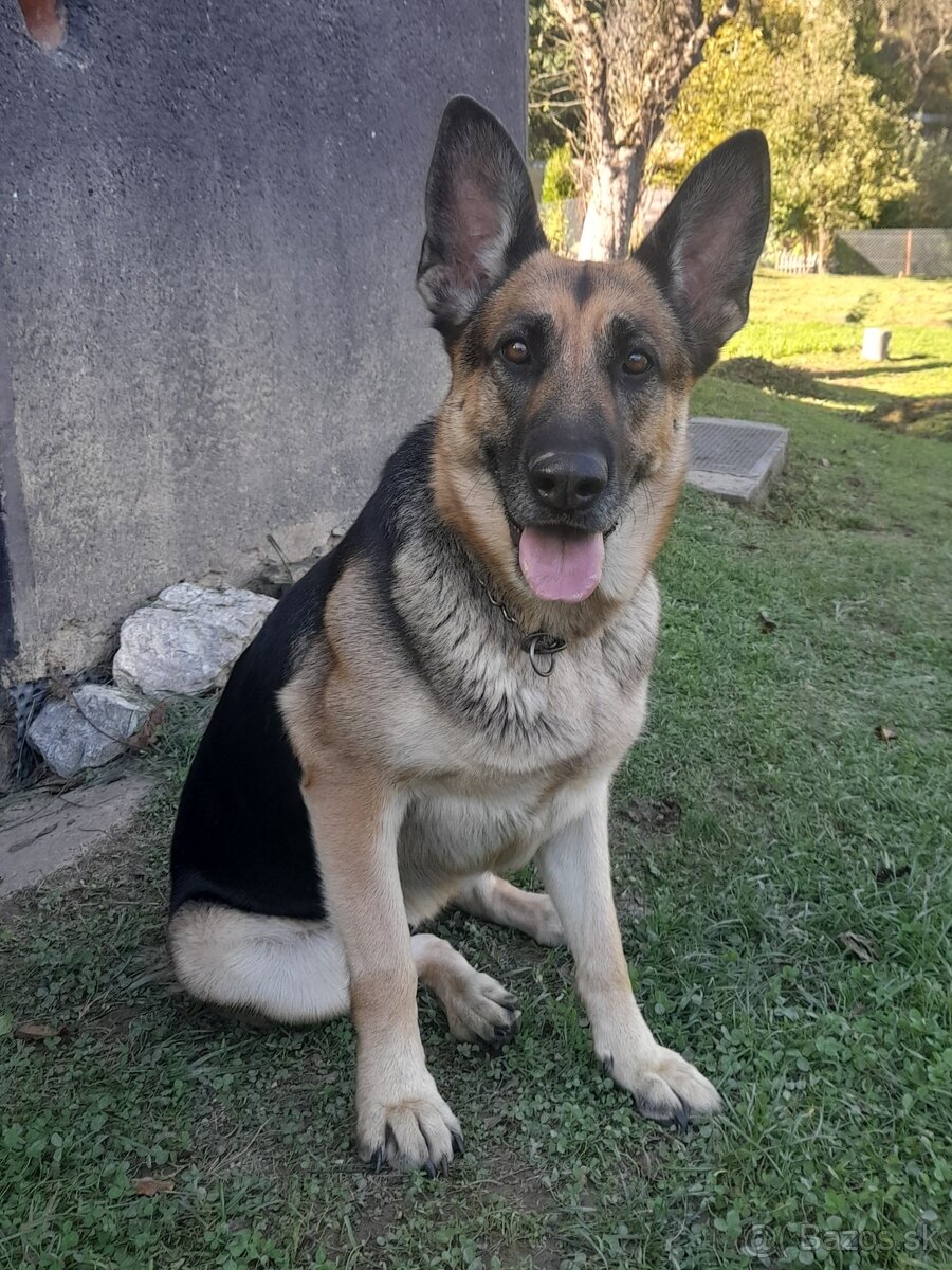 Predám fenku nemecký ovčiak