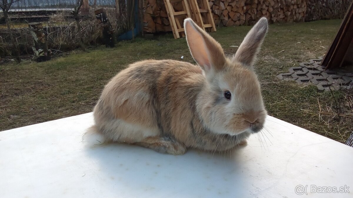 Predám králiky samce