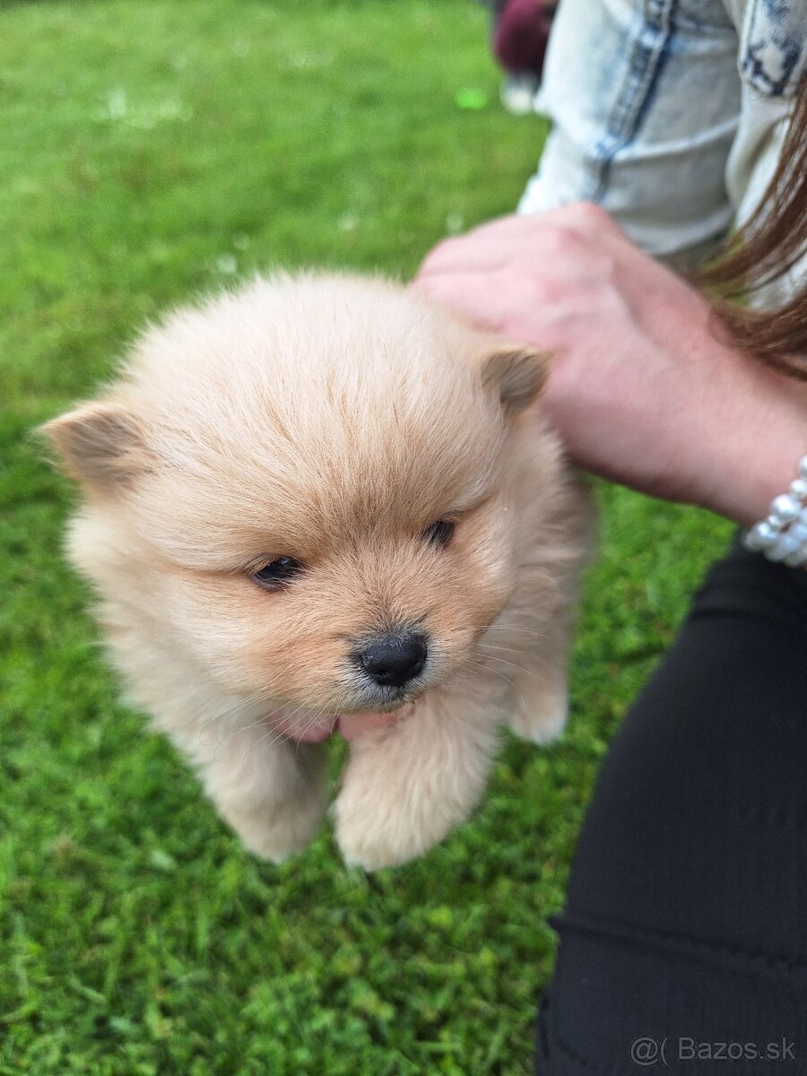 Pomeranian,pomerian špic