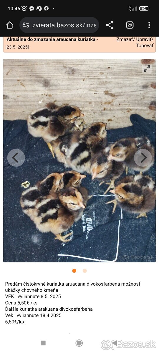 Araucana arakauna kuriatka