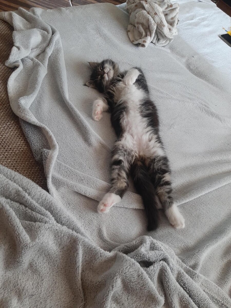 Na predaj mačiatko Maine Coon – mačička bez PP