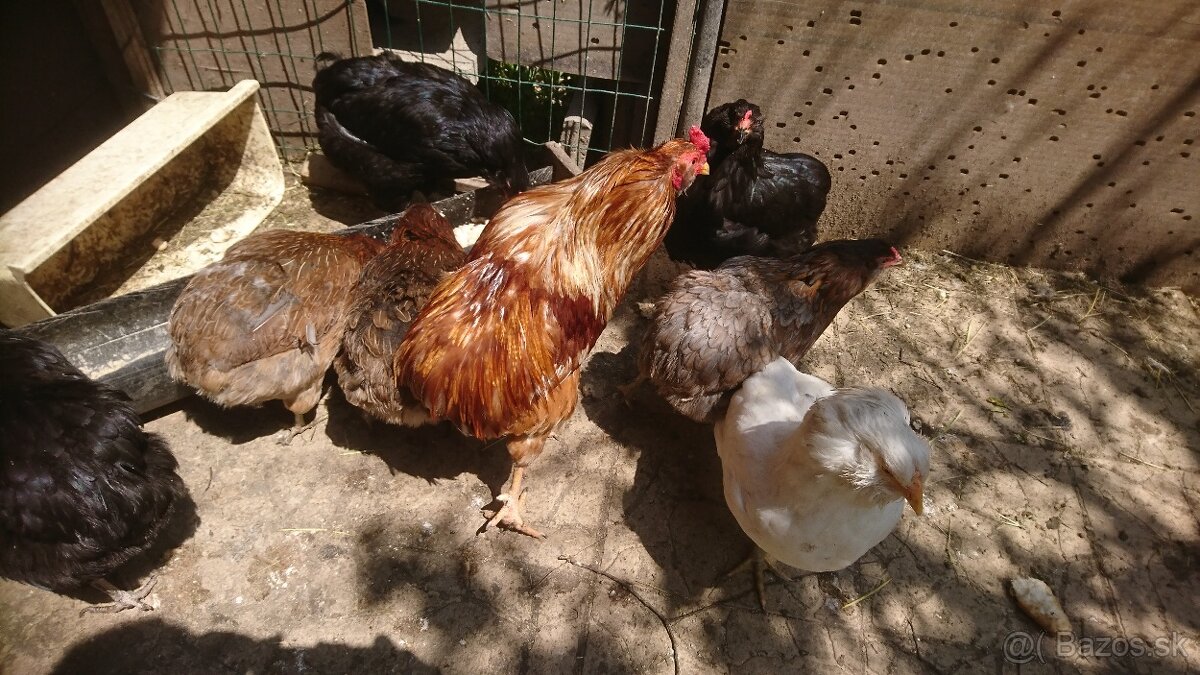 Kohút araucana