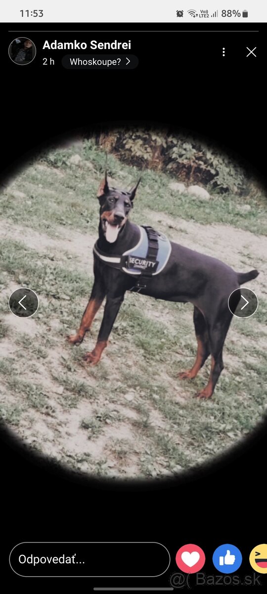 Doberman
