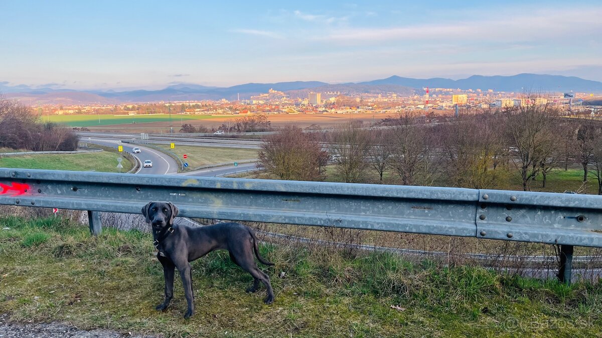 Darujem fenku Weimara - šedomodrá