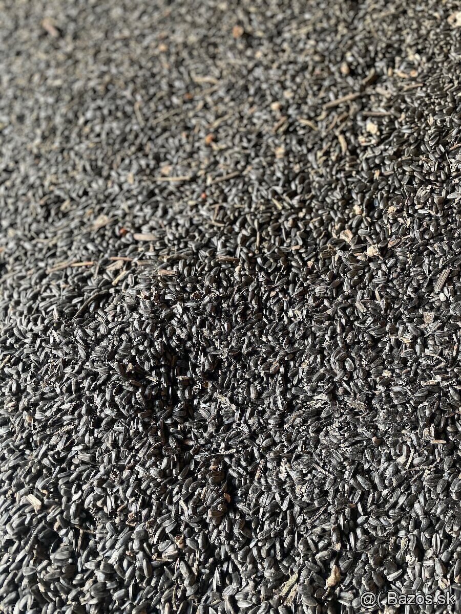 Slnečnica a pšenica