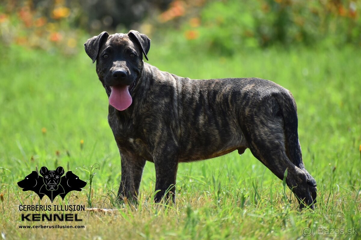 Raritné šteniatko - Uruguajský Cimarron s PP