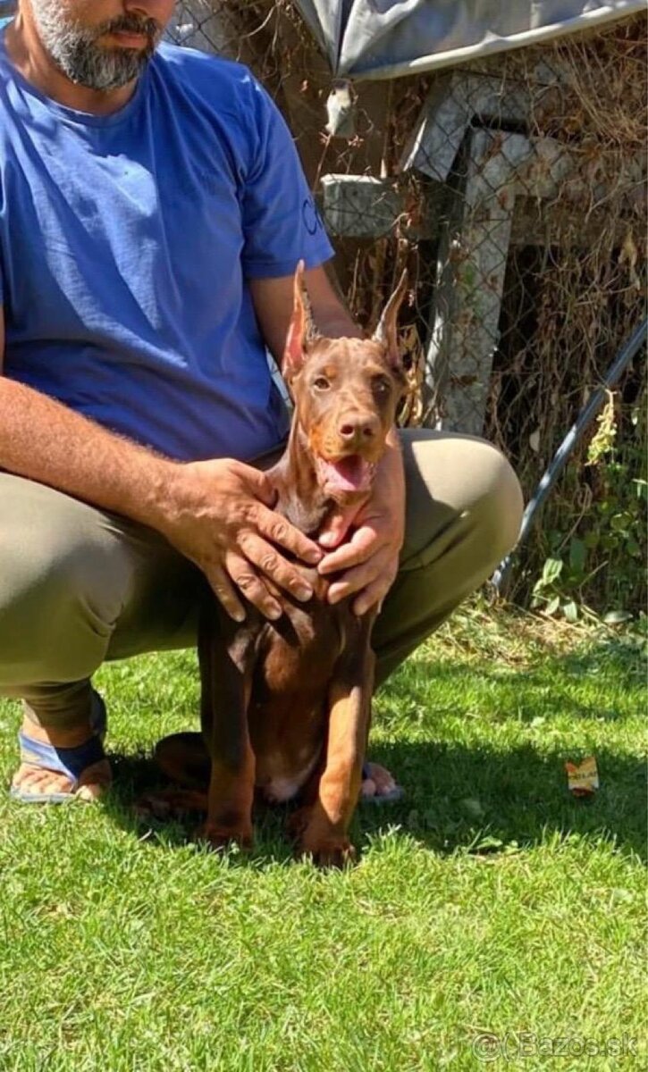 Doberman