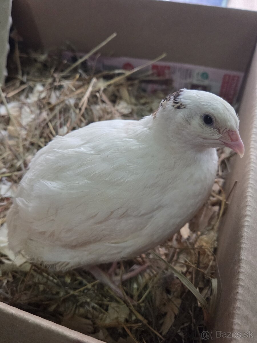 Kohúty prepelice Texas