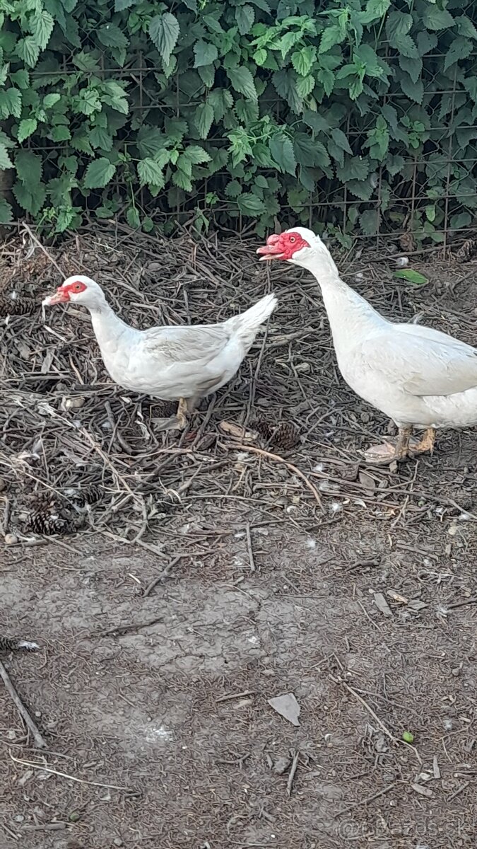 Kačice pižmové