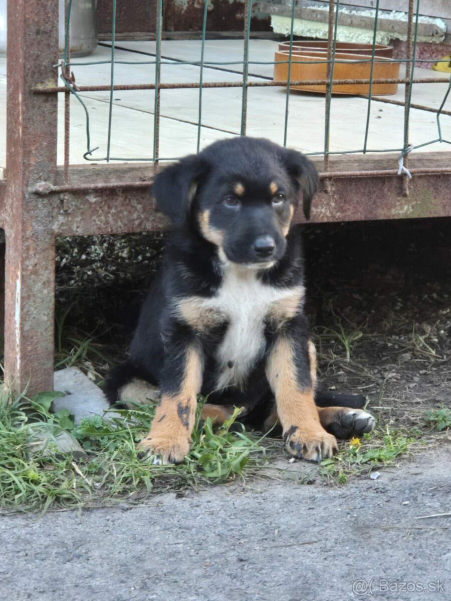 Steniatka na predaj