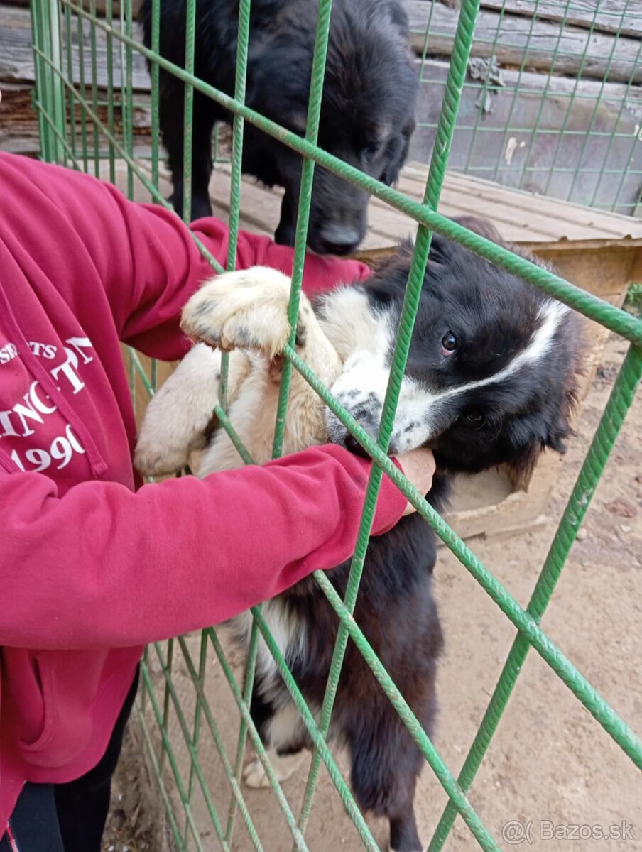 Na predaj: 2 šteniatka (kríženec Slovenský čuvač x Husky)