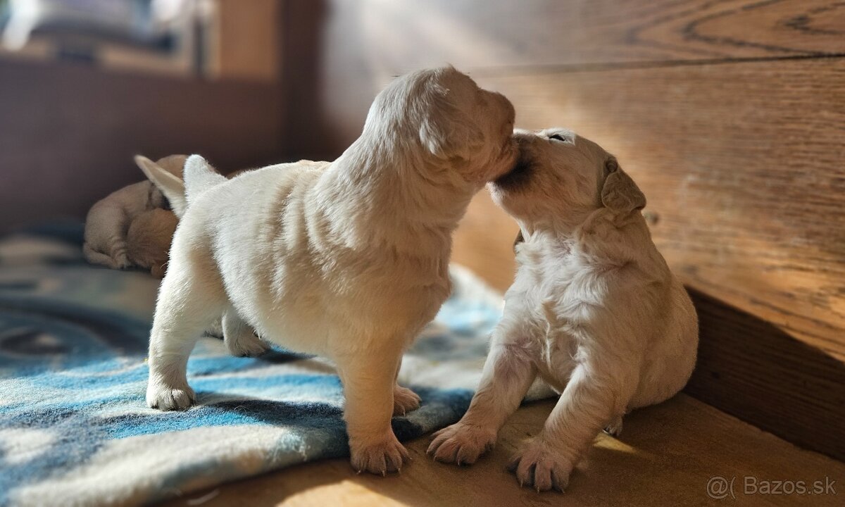 Zlatý retriever
