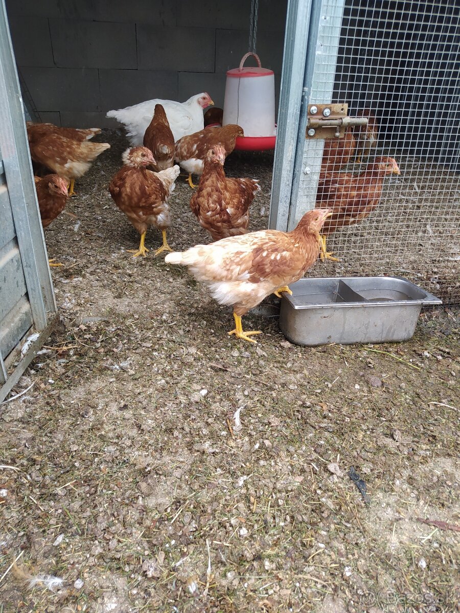 Predám 14 týždňové mladky nosnic lohman Brown hnedý