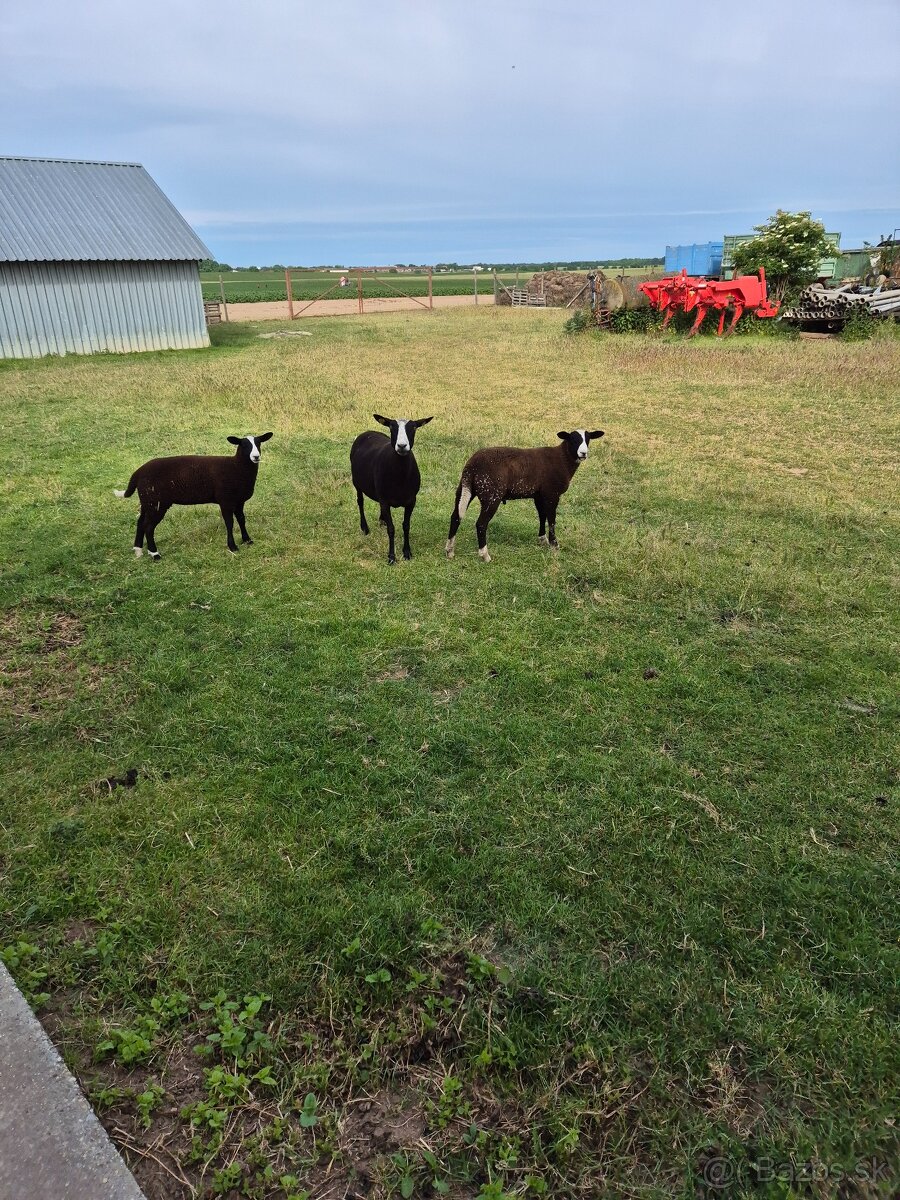Baran Zwartbles