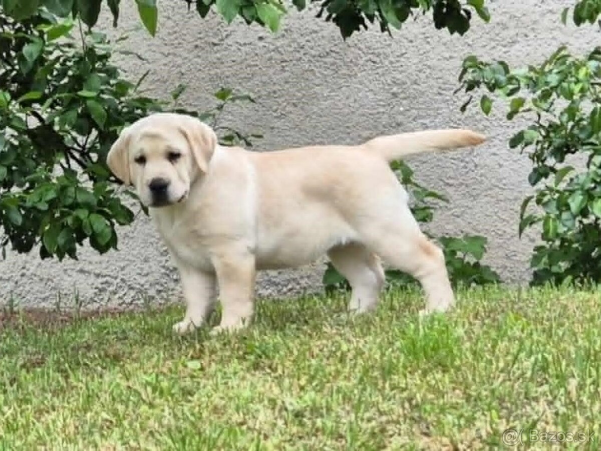 Labrador s PP