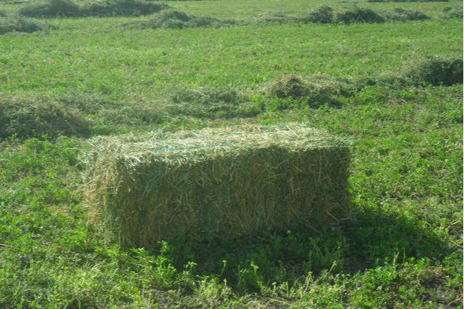 Predaj seno /male /velké balíky