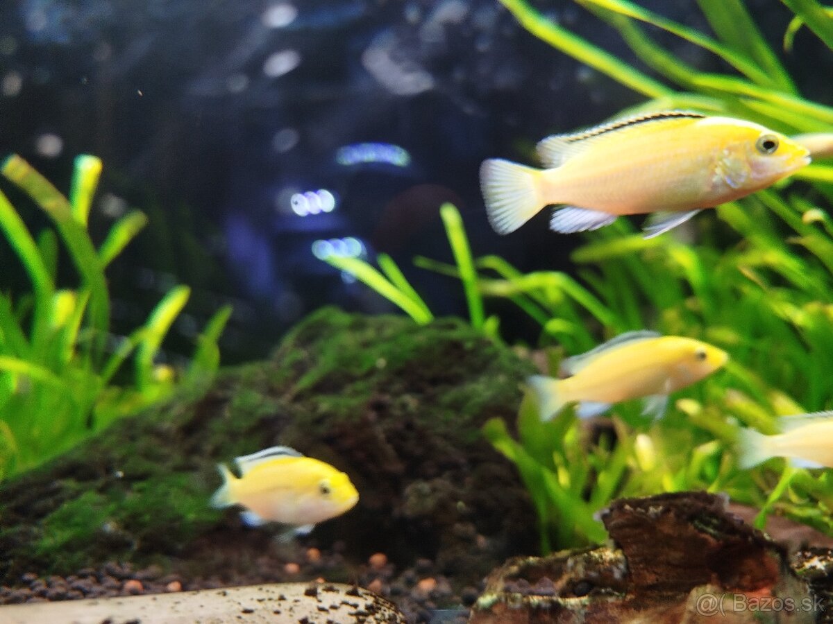 Labidochromis c. yellow