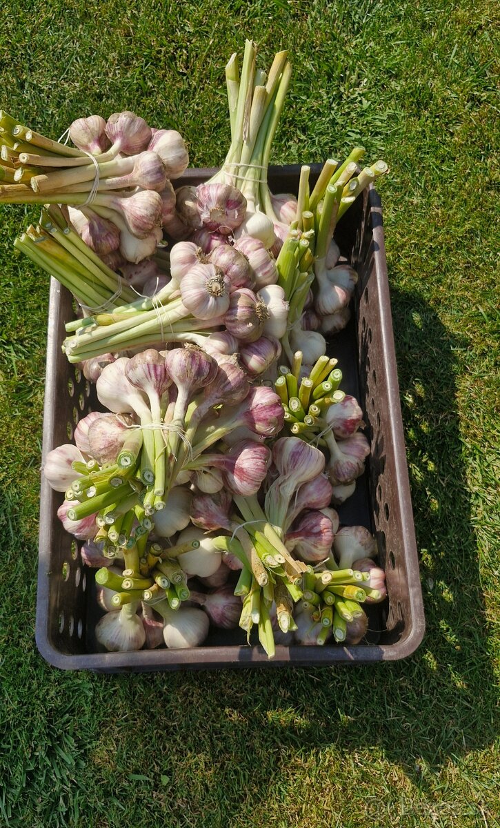 Cesnak