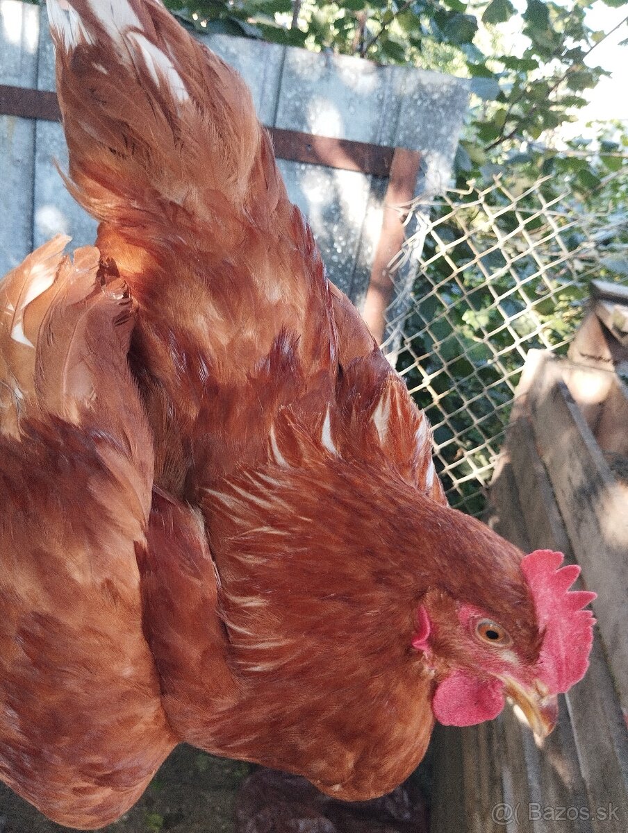 Ayam cemani + krizence