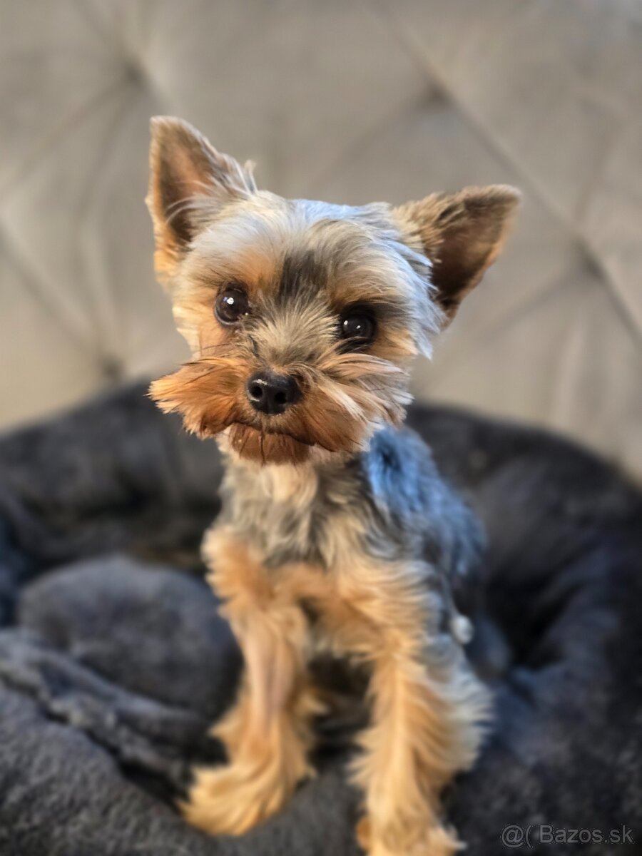 Predam yorkshire terriera