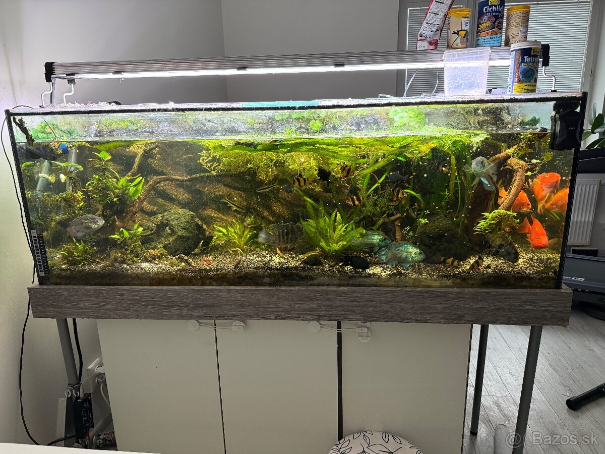 Akvárium 470l s cichlidmi
