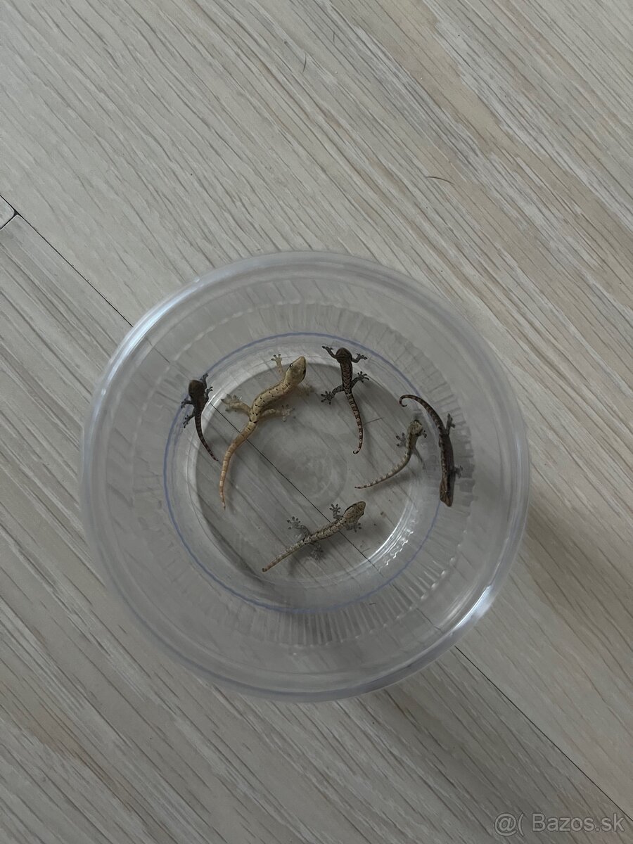 Lepidodactylus lugubris mláďatá z odchovu