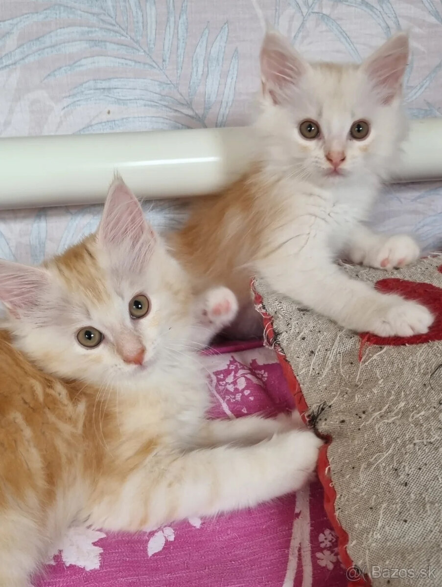 Mačky plemena Maine Coon dostupné