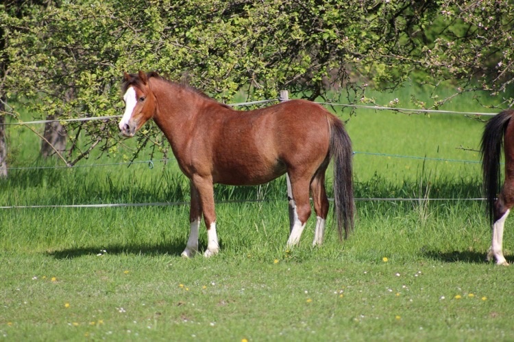 kobylka WMP s PP