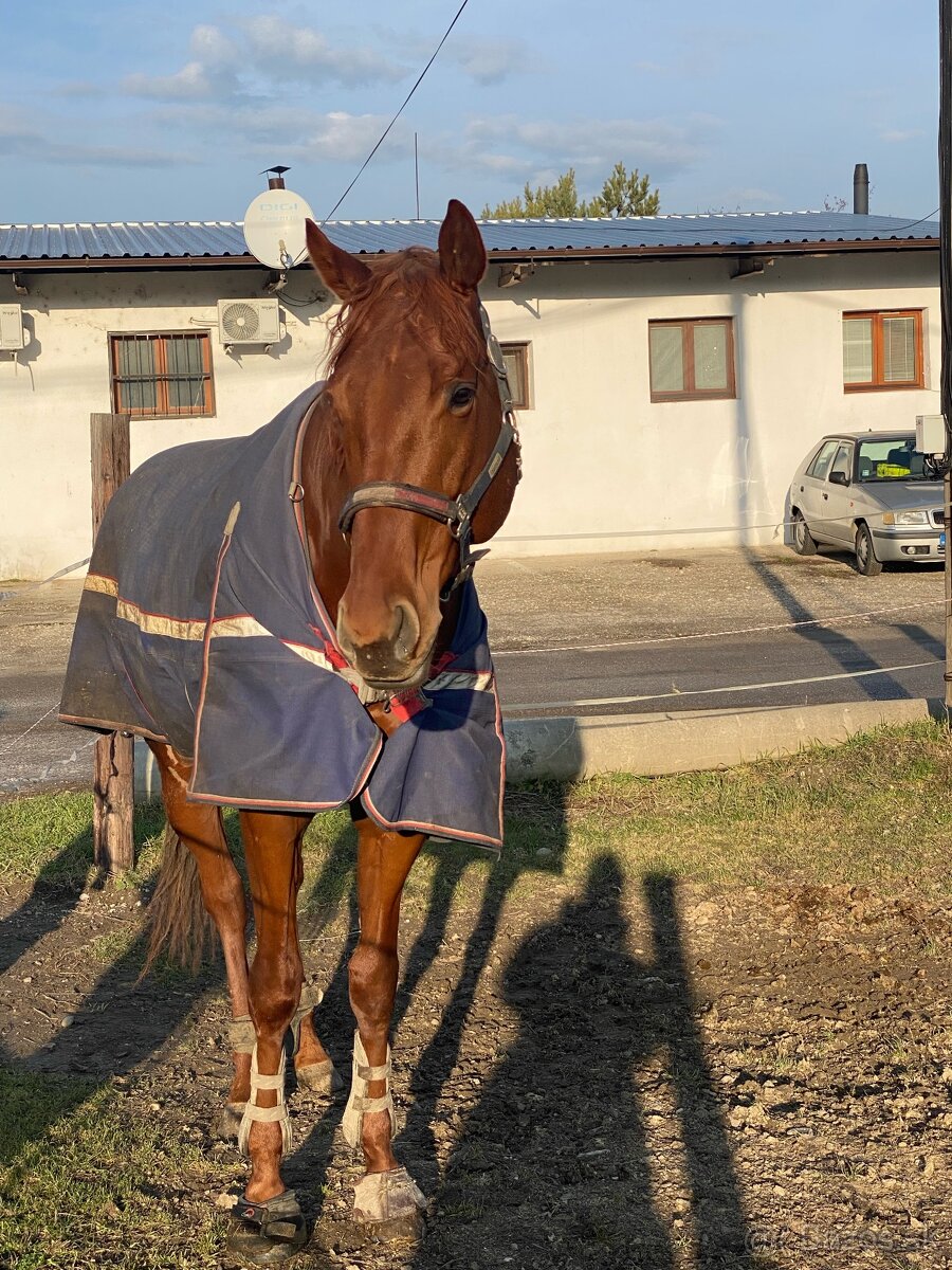 7 ročný valach A1/1