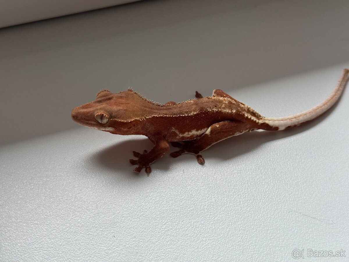 C. ciliatus red LW phantom samica