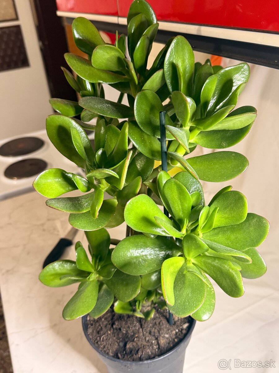 Tucnolist krasne velke listy