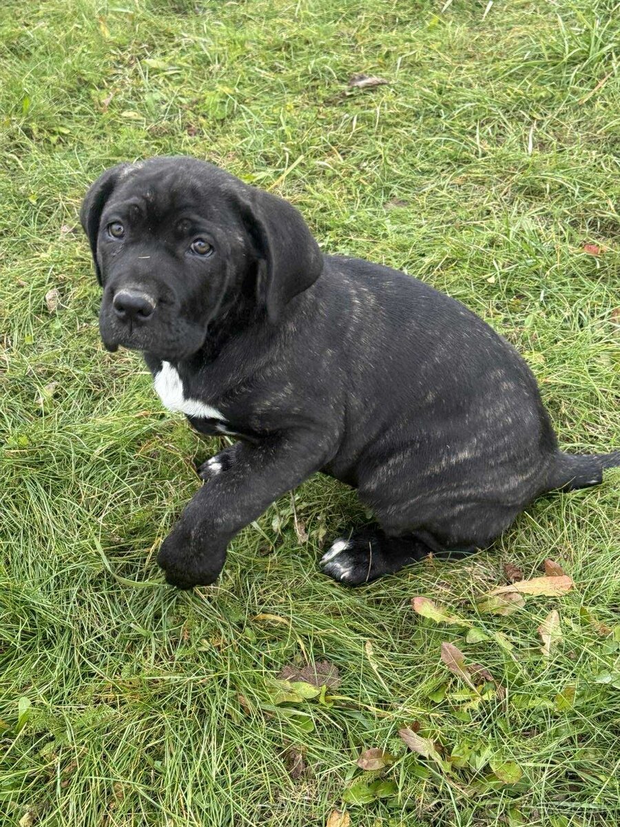 Cane Corso šteniatka