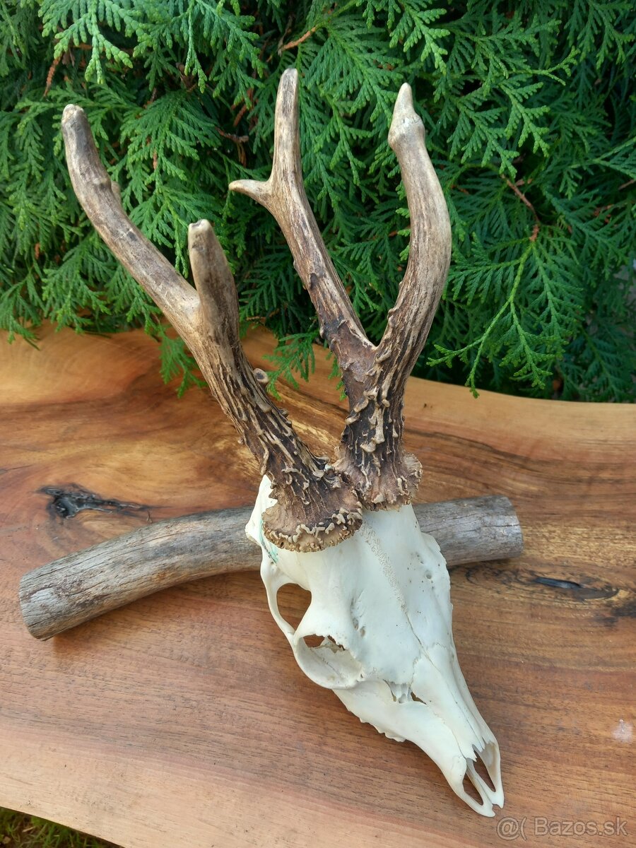 Trofej - parožie - zhody - parohy