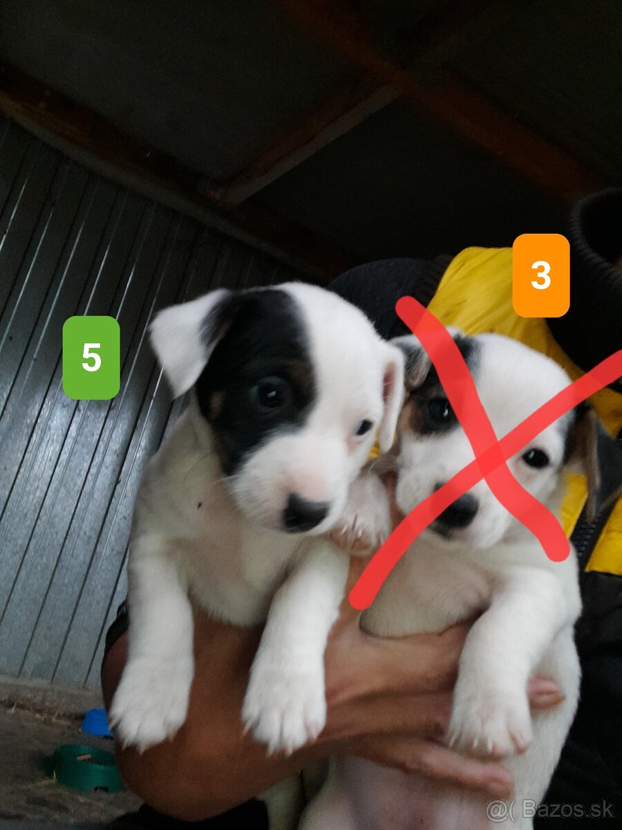 Jack Russell Teriér