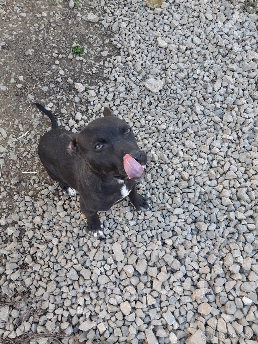 Pitbull