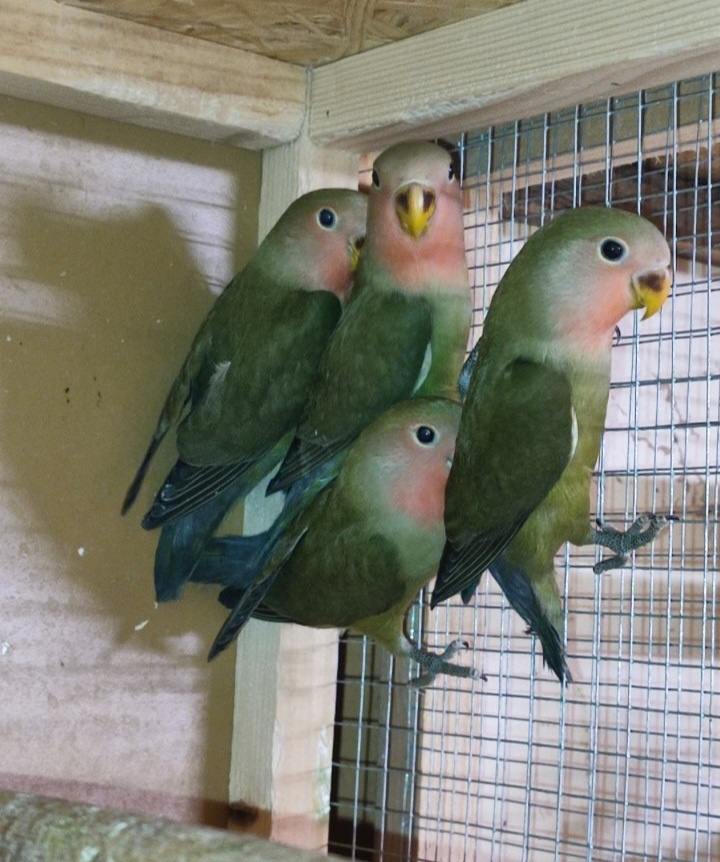 Agapornis ružovohrdly, kakarik