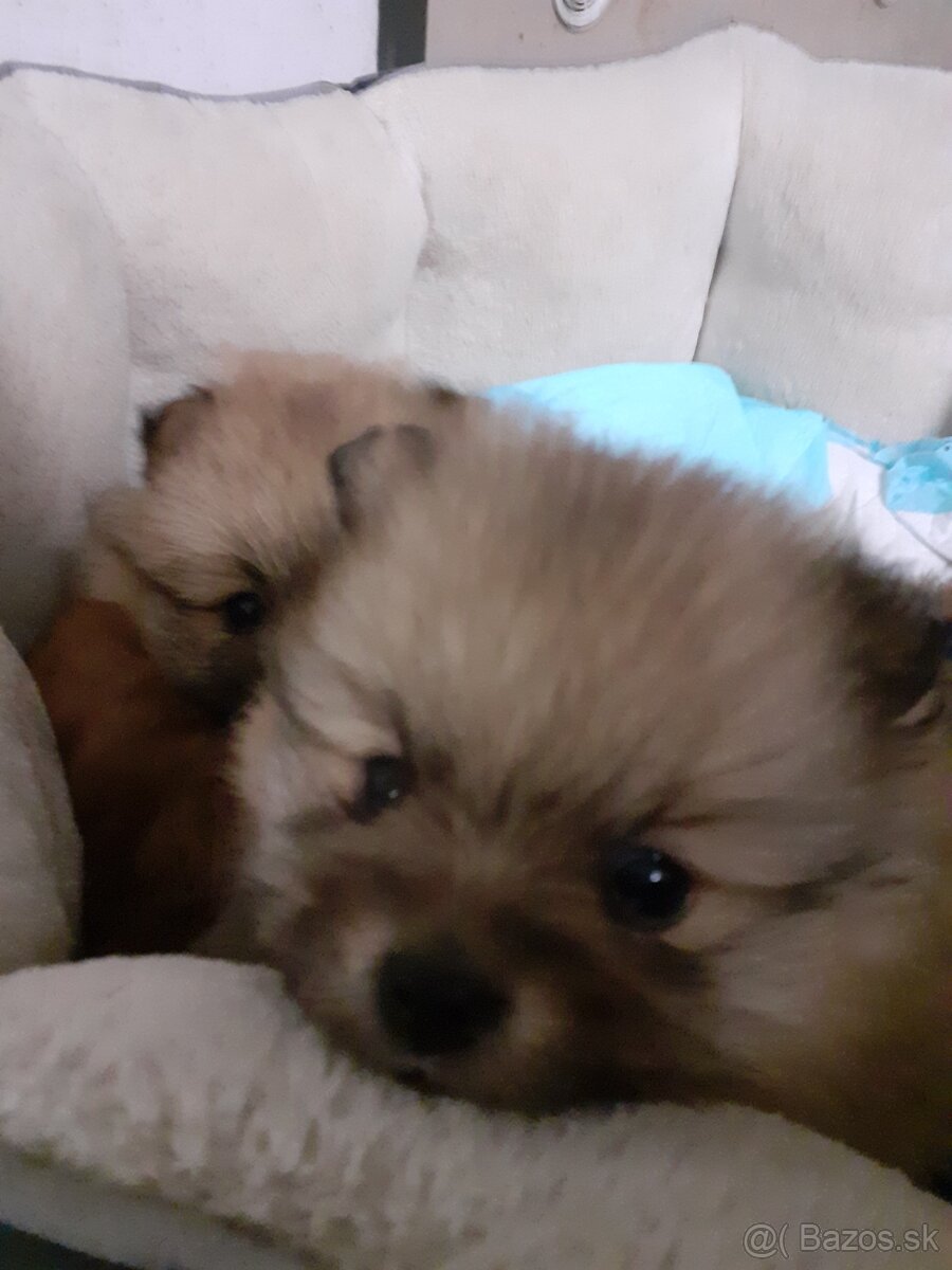 Nemecký špic malý oranžový