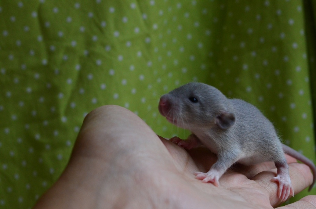 Potkaníky s rodokmeňom - rezervácie