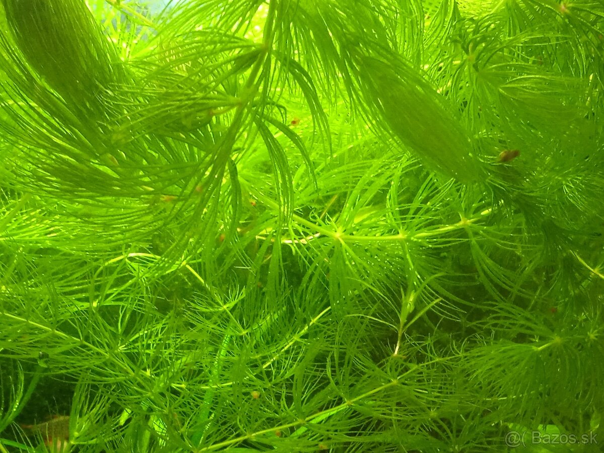 Rastliny do akvária