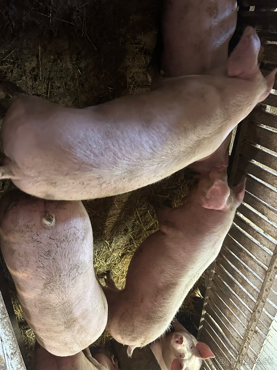 Predám krasne ošípané