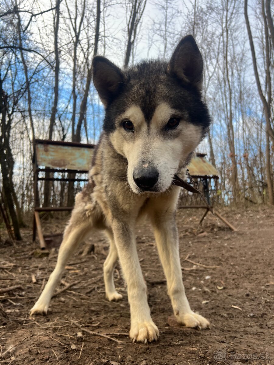 Sibírsky Husky
