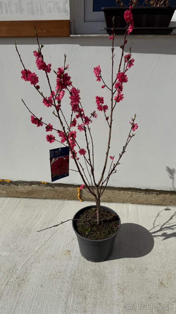 Broskyňa okrasná Taoflora 100 cm